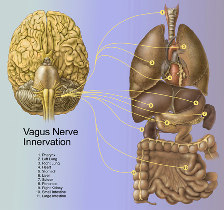 The vagus nerve, emotions and the difficulty with mindfulness practices.